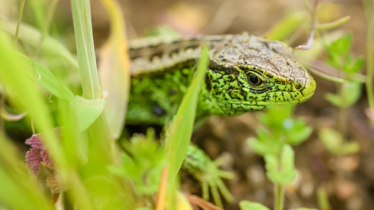 Egy zöld gyík a fű között, élénk színekben, természetes környezetben.