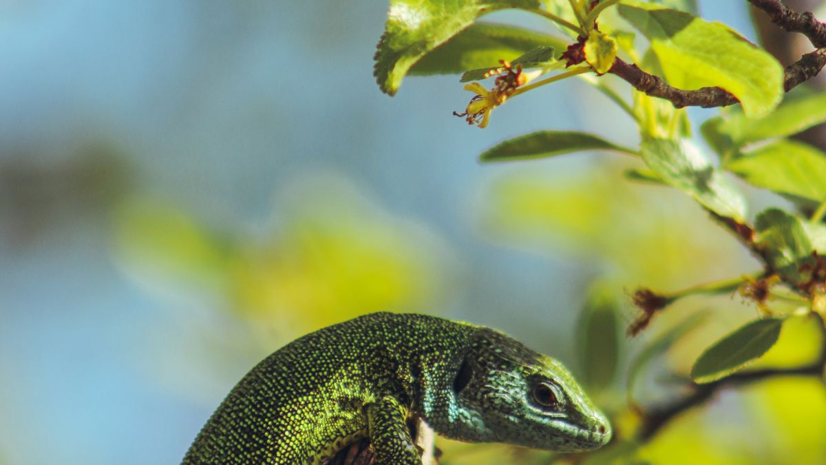 Egy zöld gyík, amely ágazaton pihen, élénk zöld színnel.