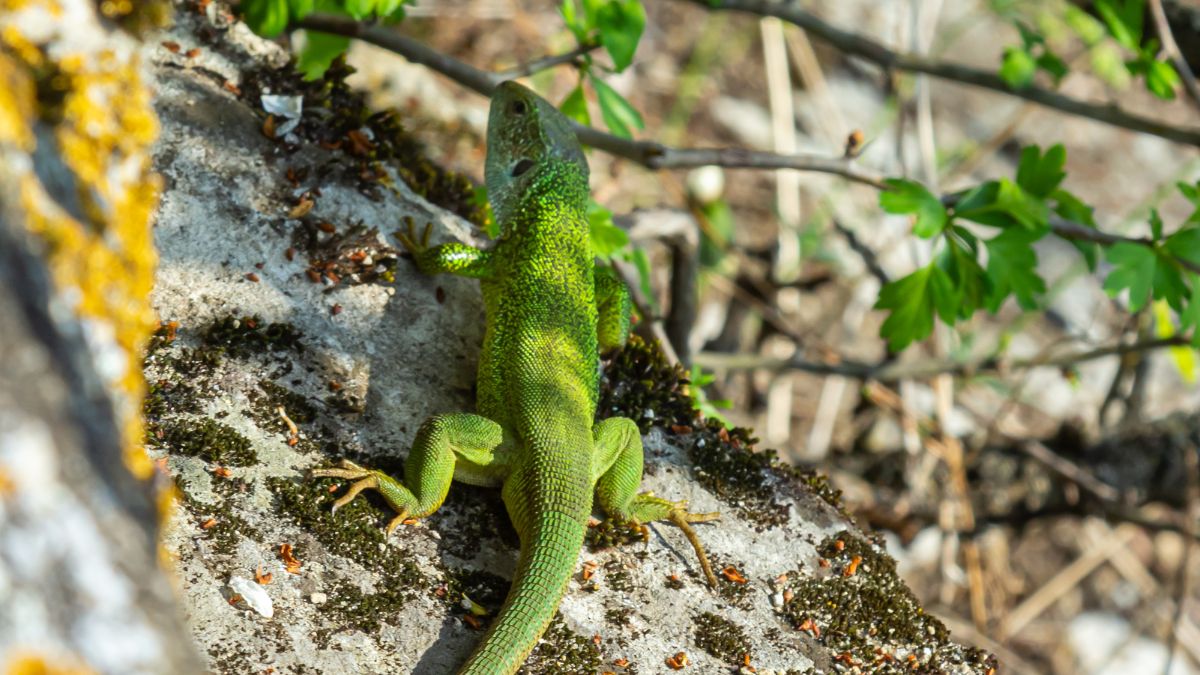 Zöld gyík napozik egy sziklás területen, zöld levelek között.