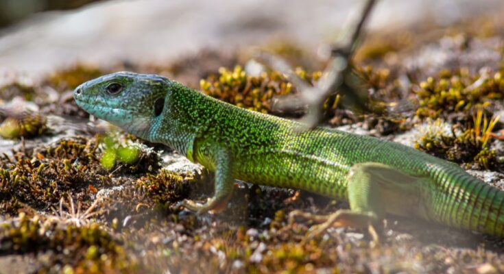 Zöld gyík a természetben, mohás talajon pihenve.