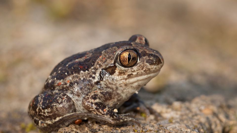 Ásóbéka (Pelobates fuscus)