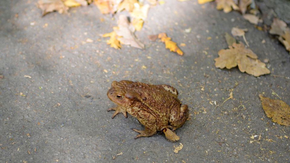 Barna varangy (Bufo bufo)