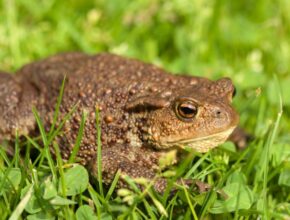 Barna varangy (Bufo bufo)