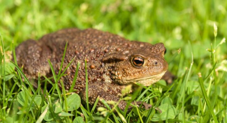 Barna varangy (Bufo bufo)