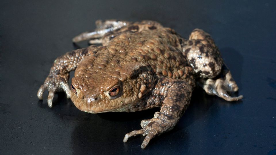 Barna varangy (Bufo bufo)