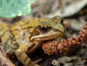 Erdei béka (Rana dalmatina)