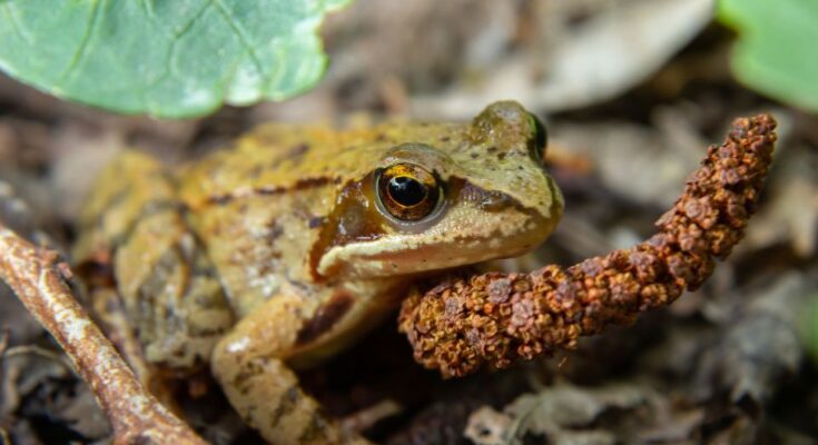 Erdei béka (Rana dalmatina)