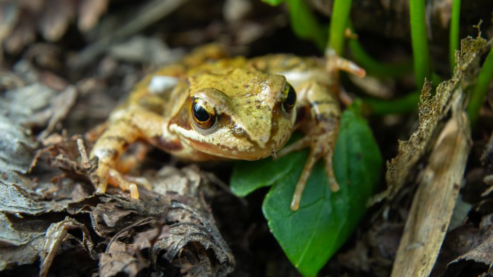 Erdei béka (Rana dalmatina)