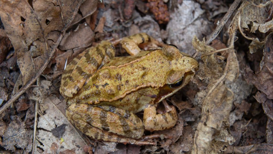 Erdei béka (Rana dalmatina)