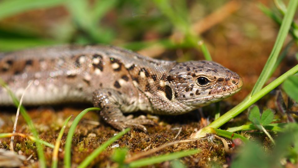 Fürge gyík (Lacerta agilis)