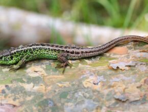 Fürge gyík (Lacerta agilis)