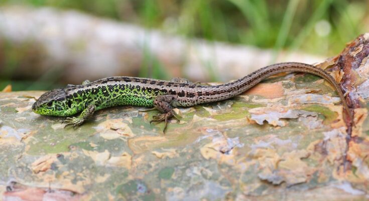 Fürge gyík (Lacerta agilis)