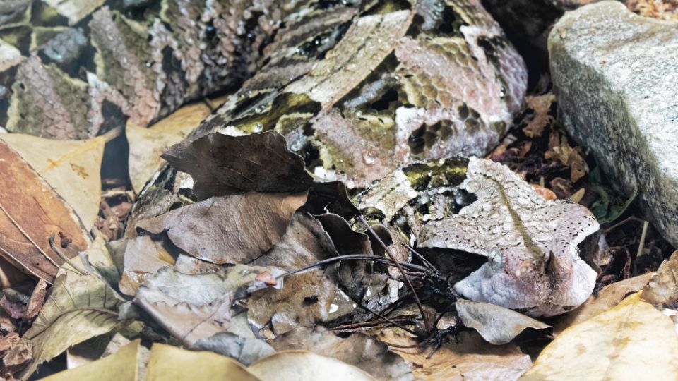 Gaboni vipera (Bitis gabonica): előfordulása, élőhelye, táplálkozása, szaporodása Gaboni vipera (Bitis gabonica)