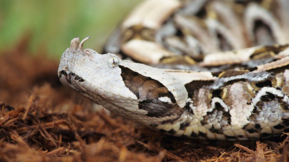 Gaboni vipera (Bitis gabonica): előfordulása, élőhelye, táplálkozása, szaporodása Gaboni vipera (Bitis gabonica)