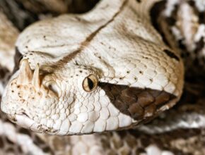 Gaboni vipera (Bitis gabonica)