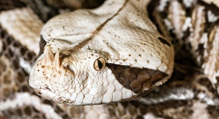 Gaboni vipera (Bitis gabonica)