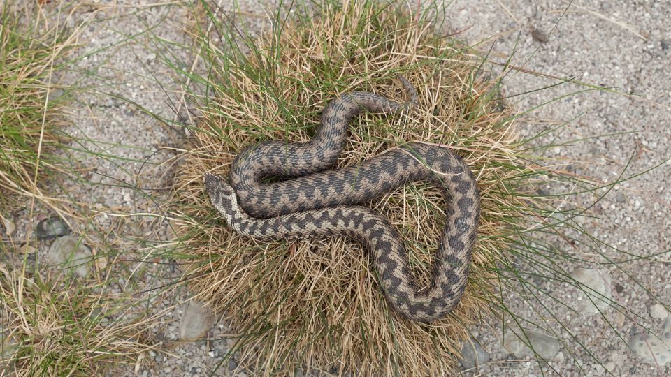 Keresztes vipera