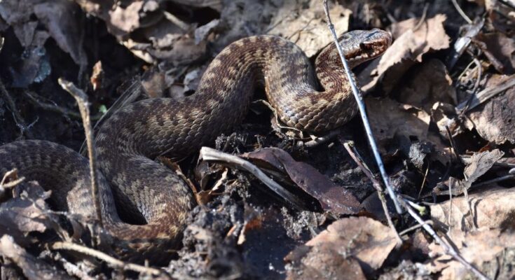 Keresztes vipera