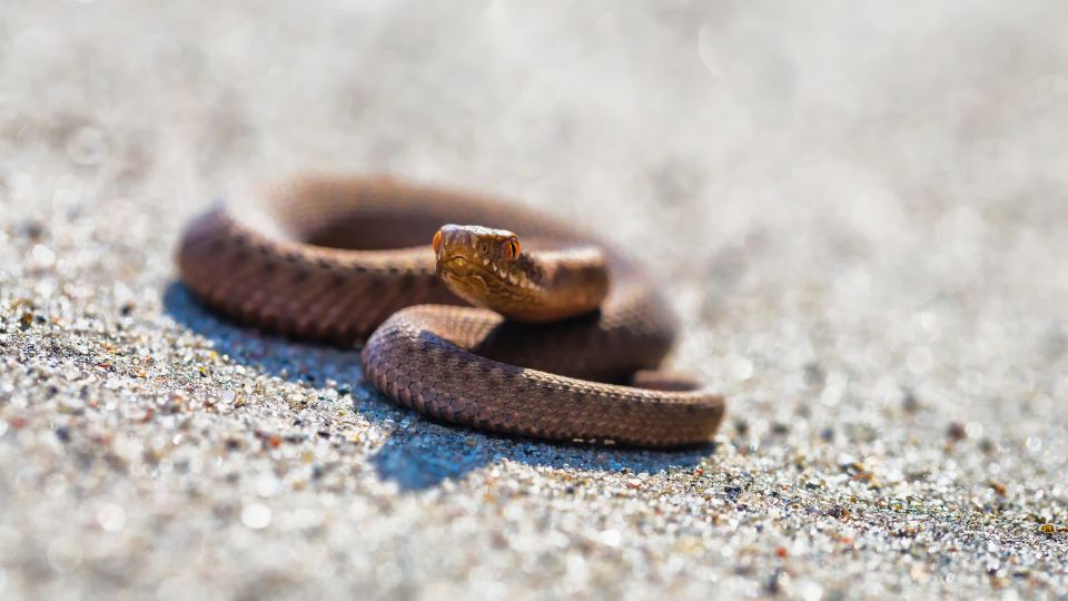 Keresztes vipera