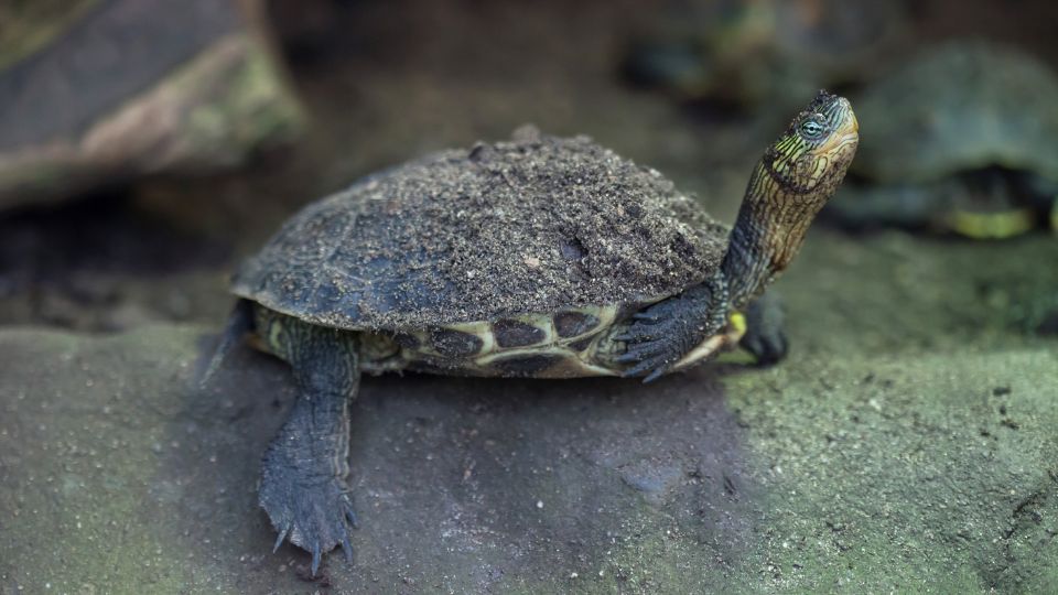 Kínai csíkosteknős (Ocadia sinensis)