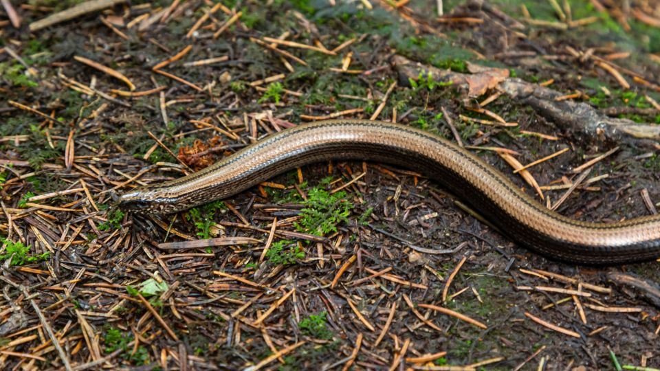 Közönséges lábatlangyík (Anguis fragilis)