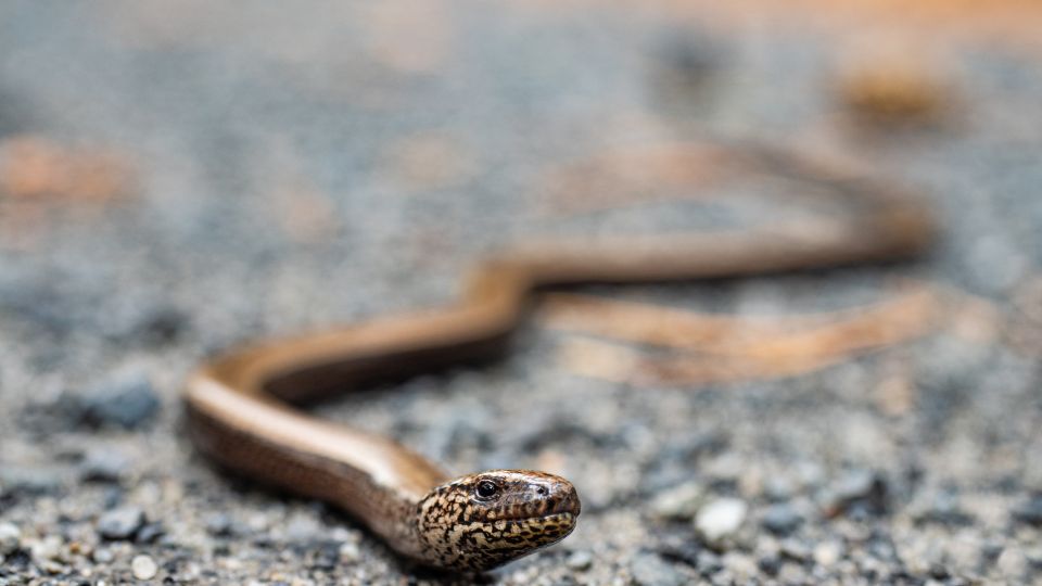 Közönséges lábatlangyík (Anguis fragilis)