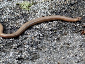 Közönséges lábatlangyík (Anguis fragilis)