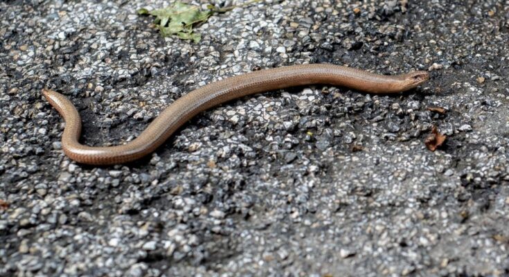 Közönséges lábatlangyík (Anguis fragilis)