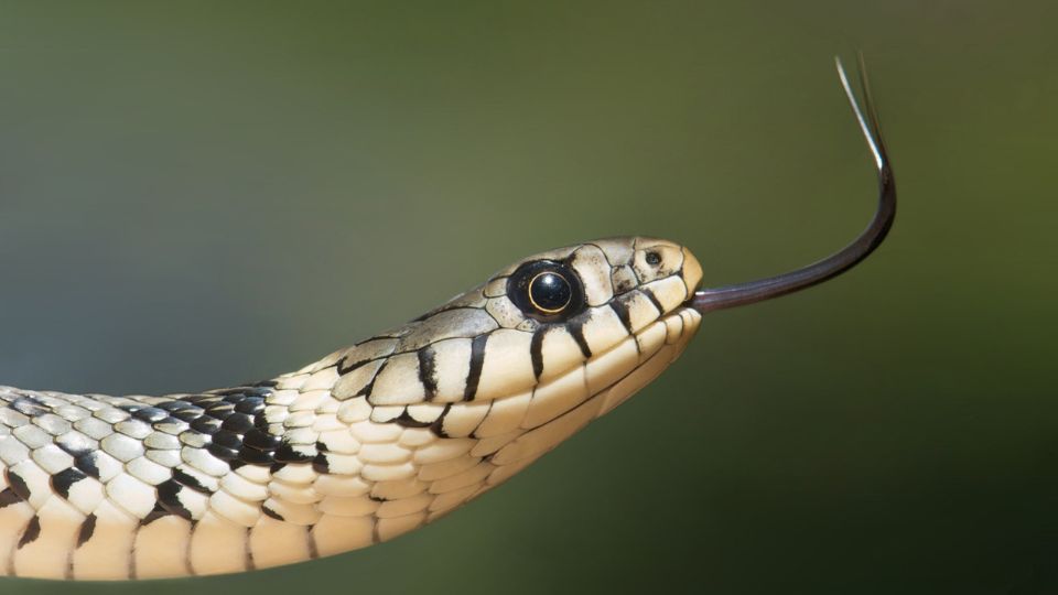 Közönséges vízisikló (Natrix natrix)