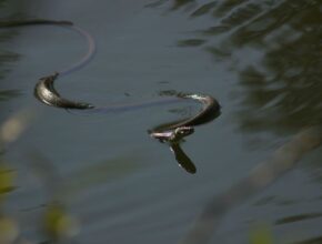 Közönséges vízisikló (Natrix natrix)