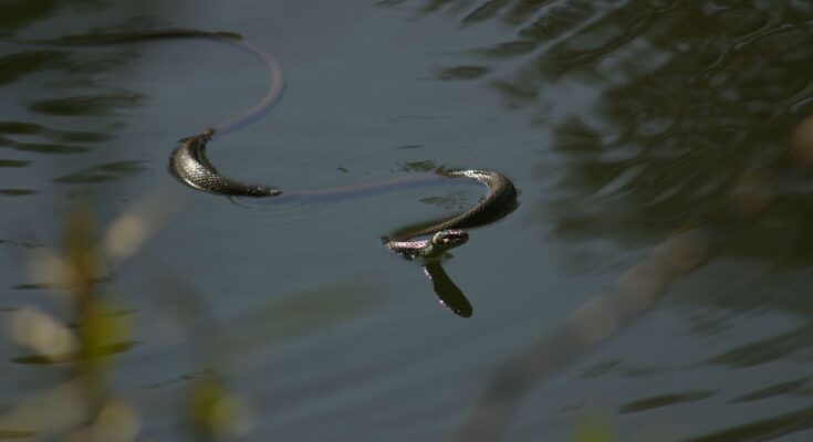 Közönséges vízisikló (Natrix natrix)