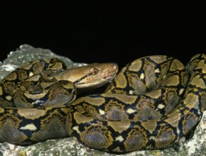 Óriáskígyó (Python reticulatus) (1)