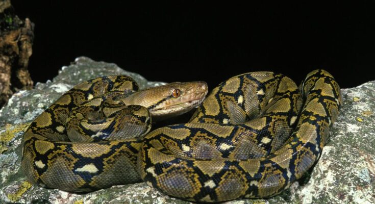 Óriáskígyó (Python reticulatus) (1)