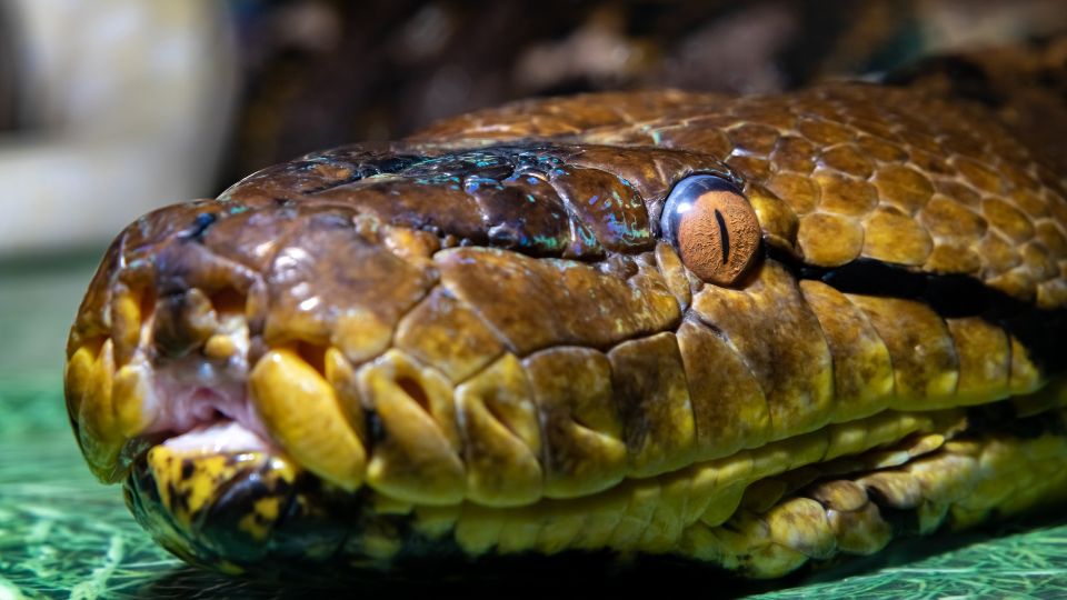 Óriáskígyó (Python reticulatus) (1)