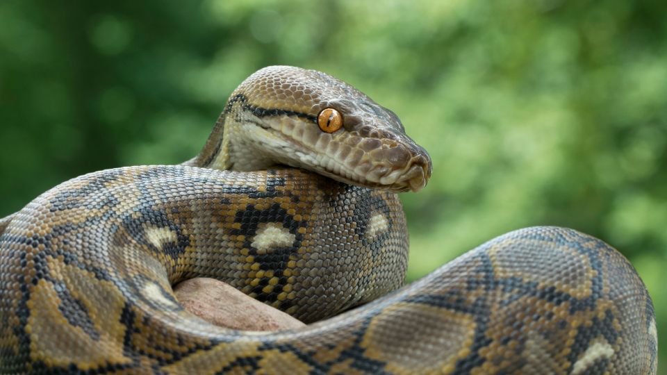 Óriáskígyó (Python reticulatus) (1)