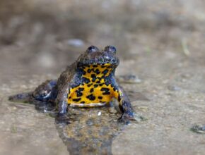 Sárgahasú unka (Bombina variegata)