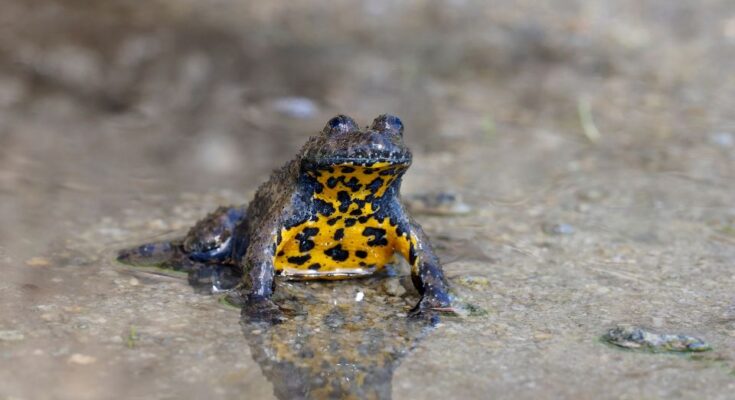 Sárgahasú unka (Bombina variegata)