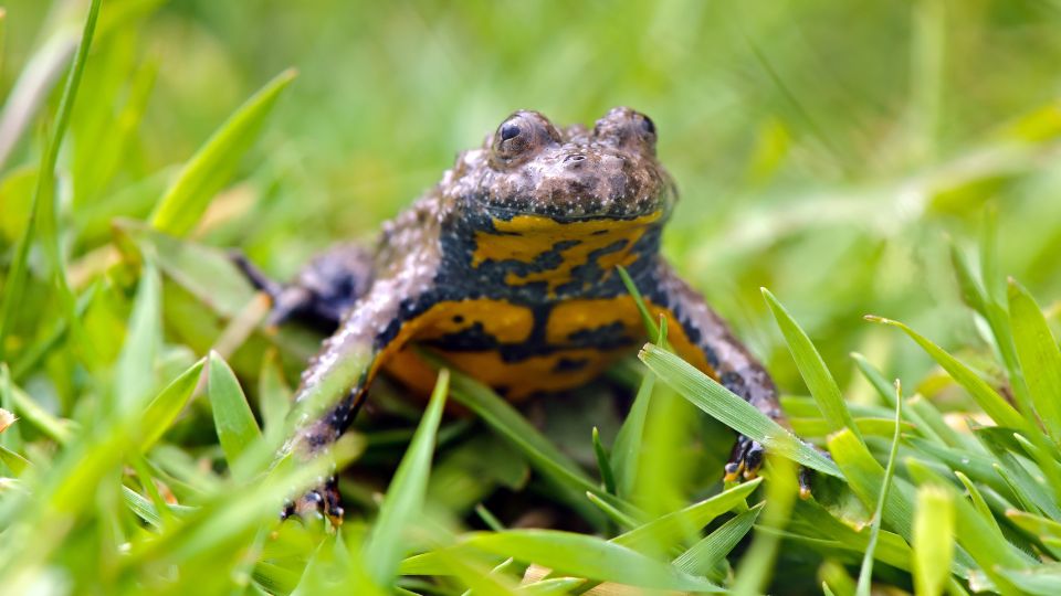 Sárgahasú unka (Bombina variegata)