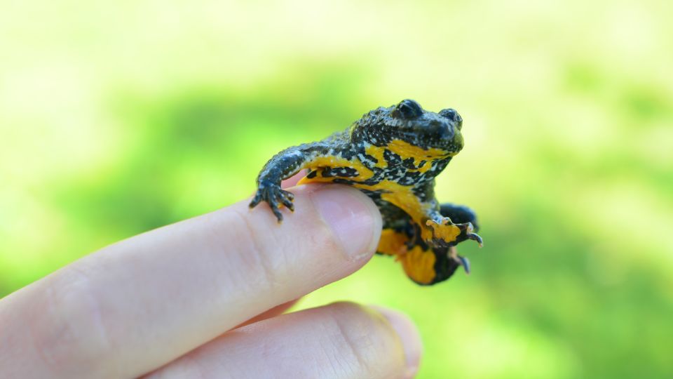 Sárgahasú unka (Bombina variegata)