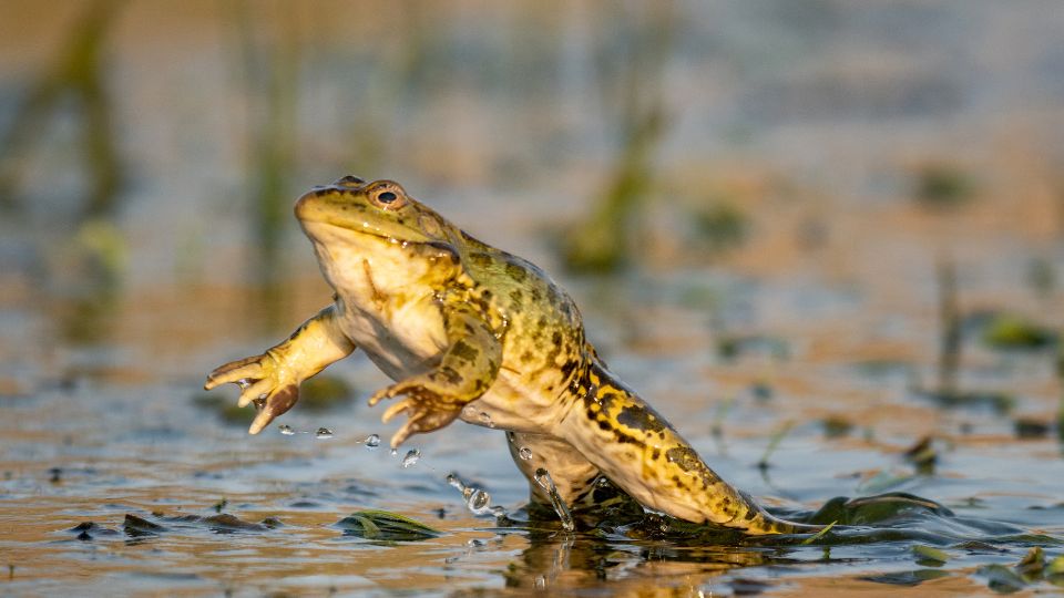 Tavi béka (Pelophylax ridibundus)