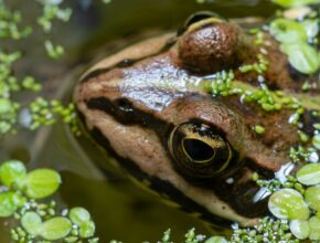 Tavi béka (Pelophylax ridibundus)