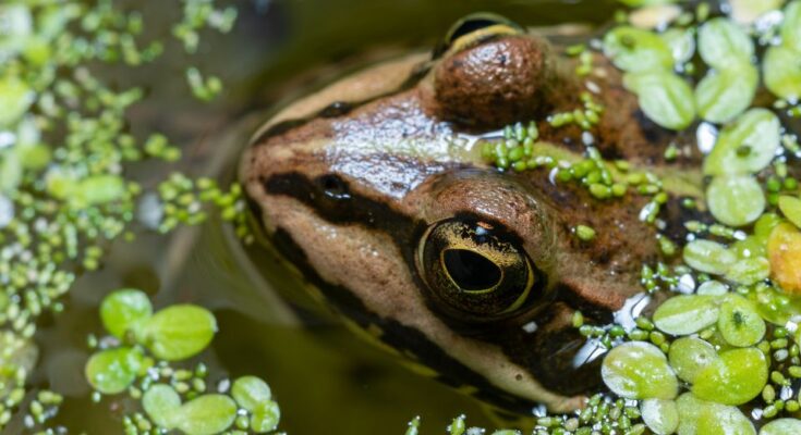 Tavi béka (Pelophylax ridibundus)