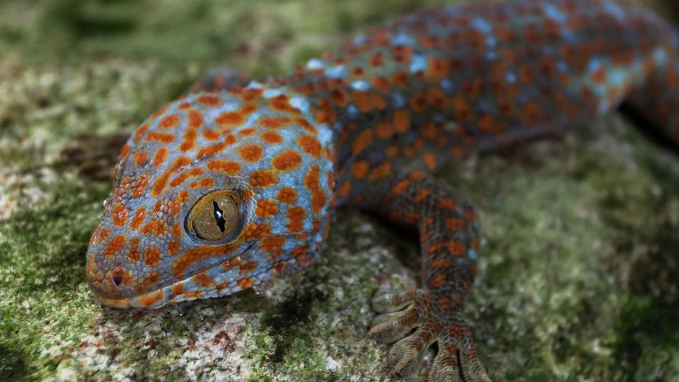 Tokee gekkó (Gekko gecko)