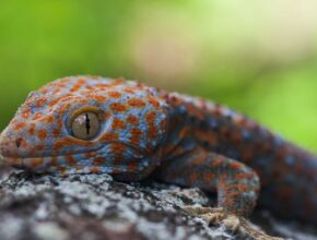 Tokee gekkó (Gekko gecko)