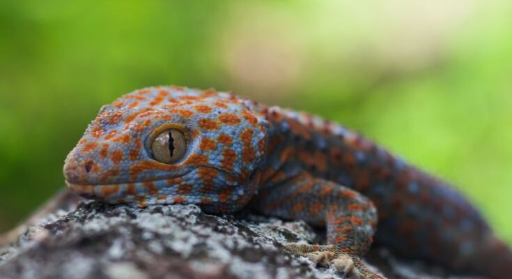 Tokee gekkó (Gekko gecko)