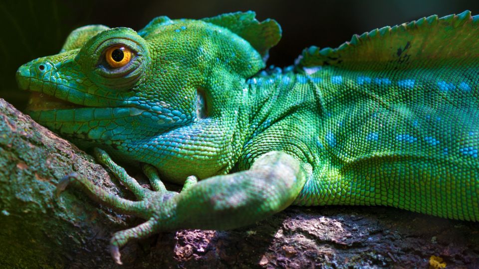 Zöld baziliszkusz (Basiliscus plumifrons)