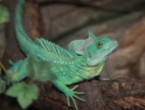 Zöld baziliszkusz (Basiliscus plumifrons)