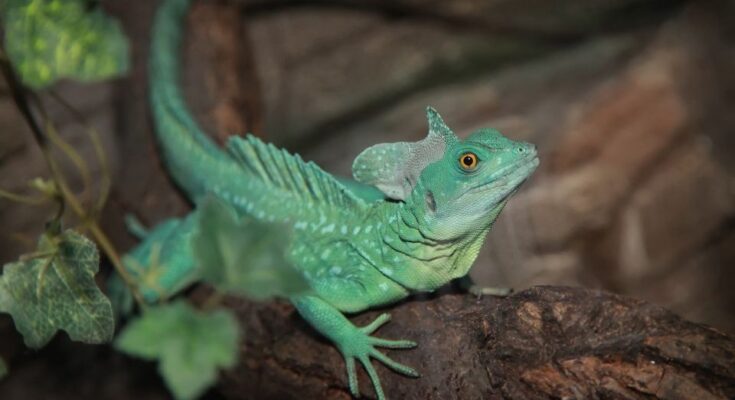 Zöld baziliszkusz (Basiliscus plumifrons)