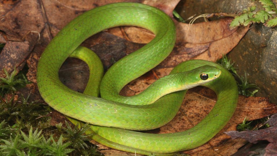 zöld fűsikló (Opheodrys aestivus)