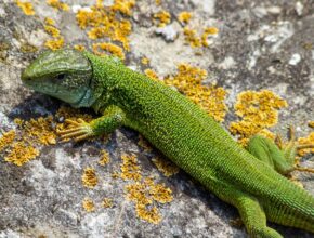 Zöld gyík (Lacerta viridis)